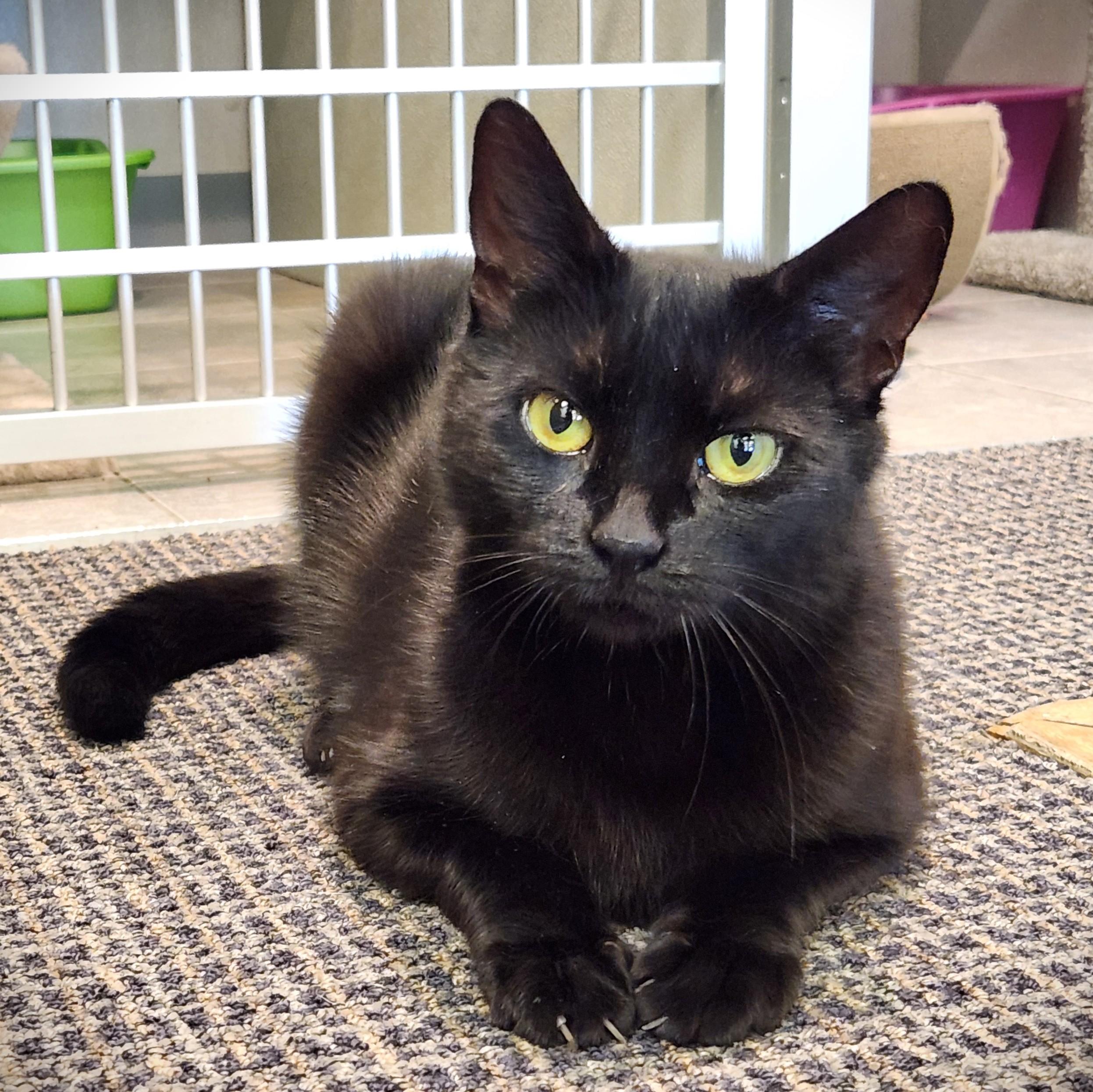 Enlarge Violet, a ADOPTABLE Domestic Short Hair in Stamford, CT image 4/5