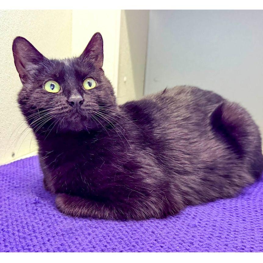 Enlarge Violet, a ADOPTABLE Domestic Short Hair in Stamford, CT image 3/3