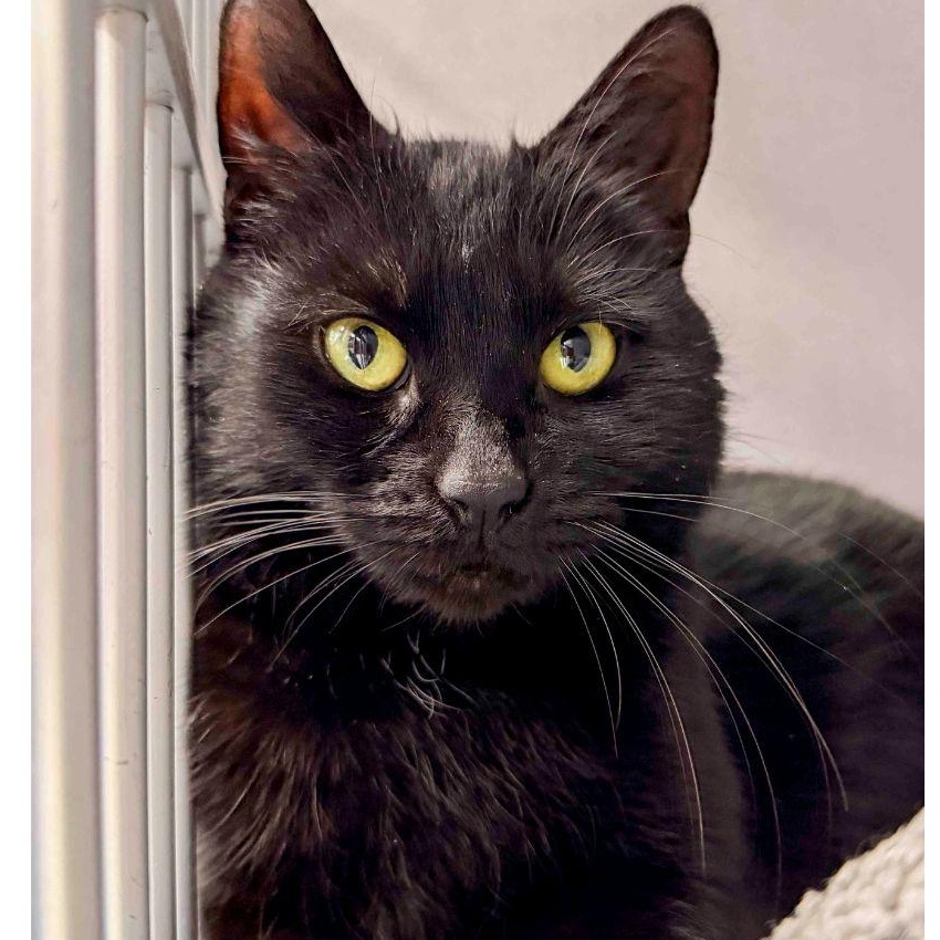 Violet, ADOPTABLE, Young Female Domestic Short Hair.