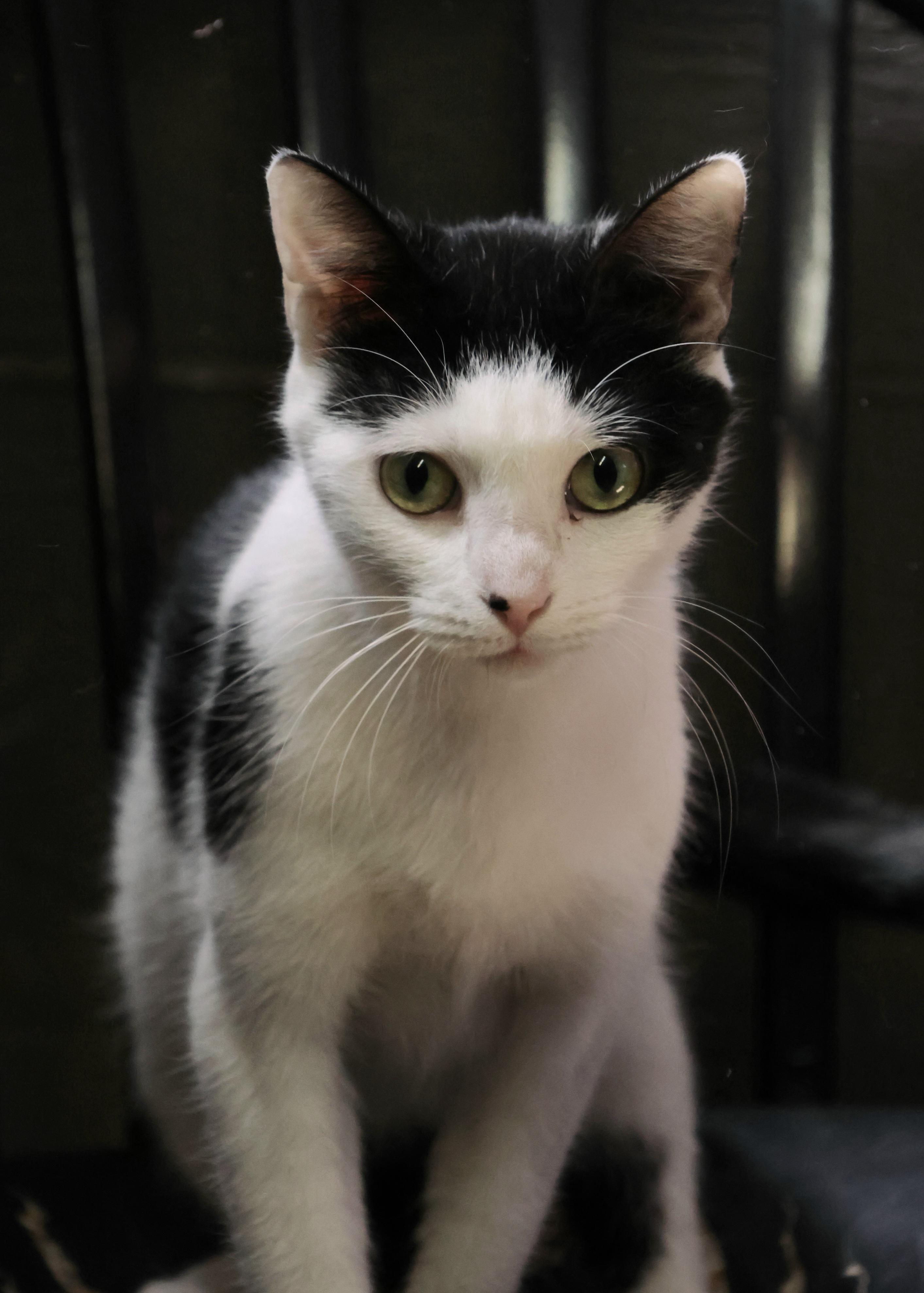 Missy, ADOPTABLE, Adult Female Domestic Short Hair.