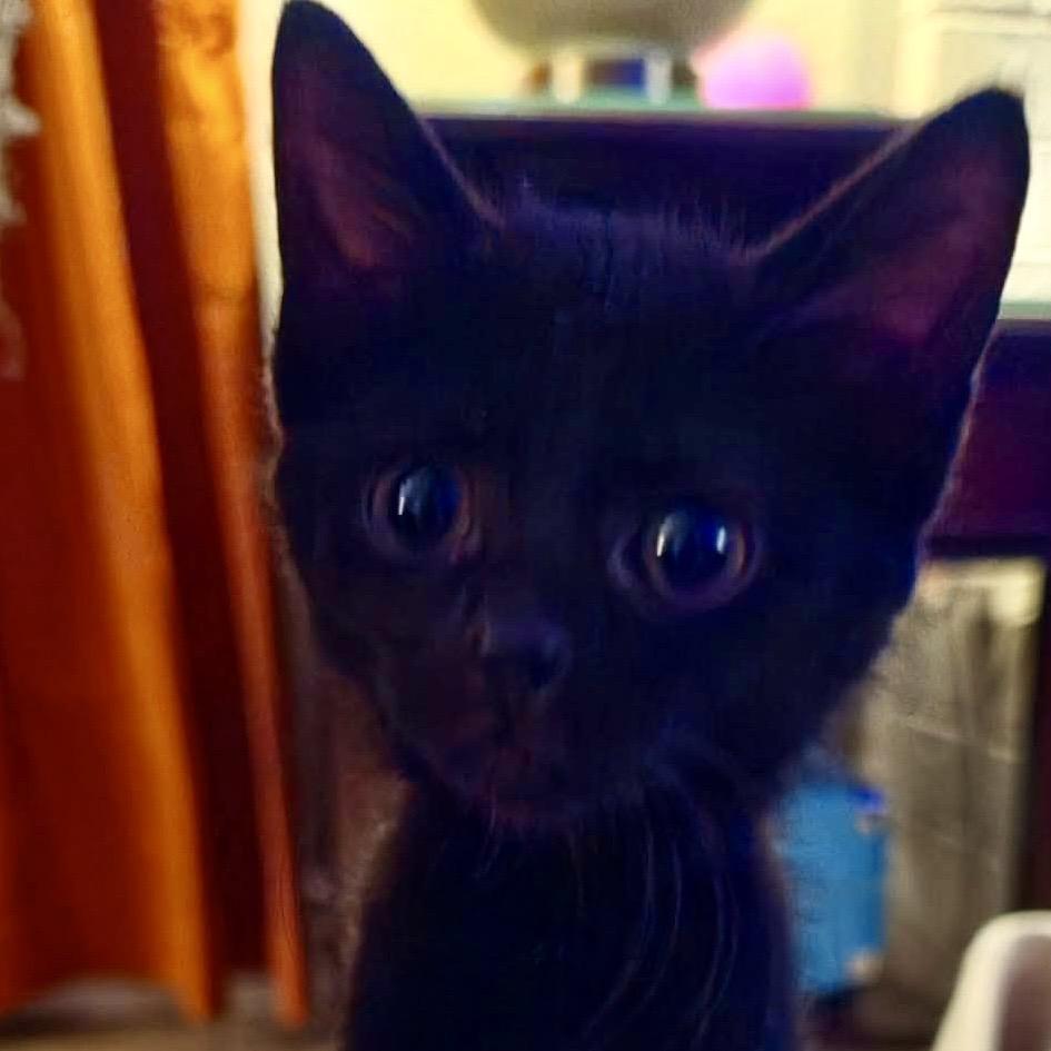 Wednesday, Adoptable, Kitten Female Domestic Short Hair.