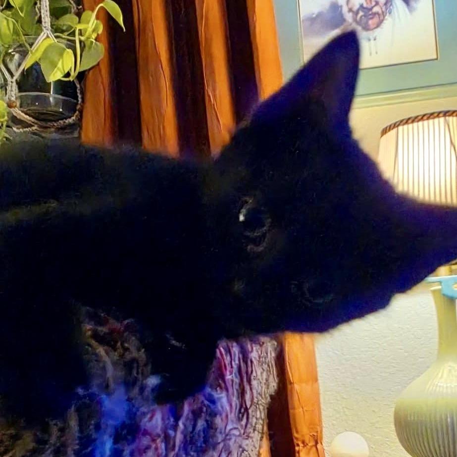 Enlarge Wednesday, a Adoptable Domestic Short Hair in Newcastle, OK image 2/4