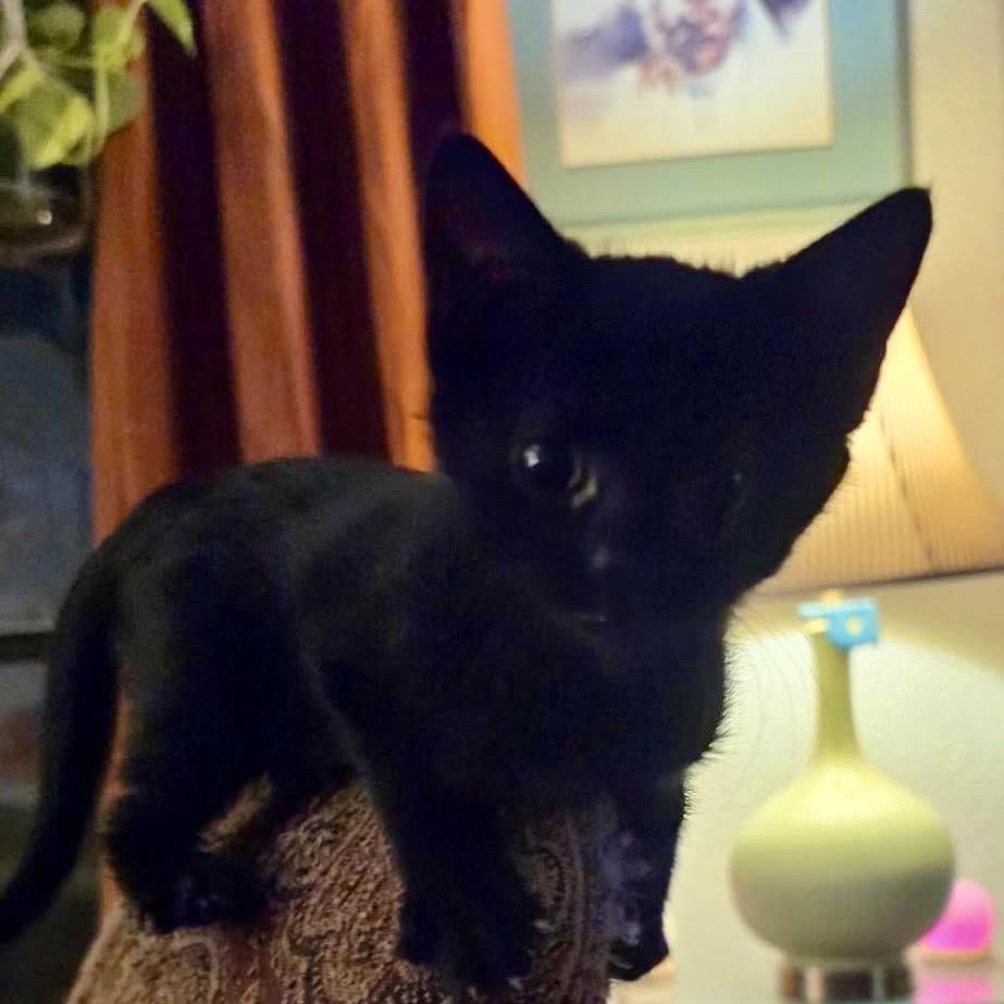 Enlarge Wednesday, a Adoptable Domestic Short Hair in Newcastle, OK image 4/4