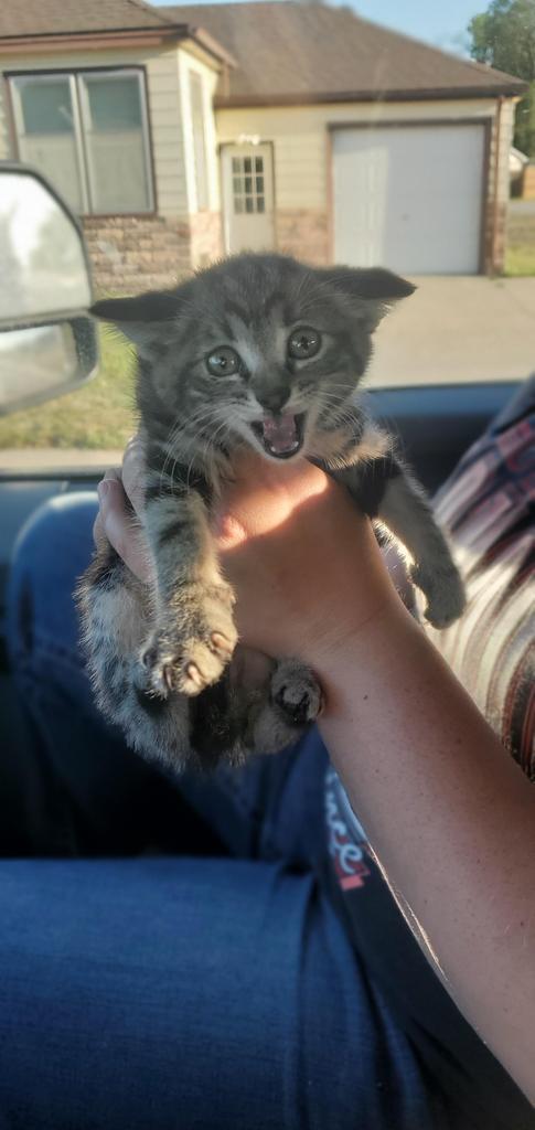 Willie, Adoptable, Kitten Male Domestic Short Hair.