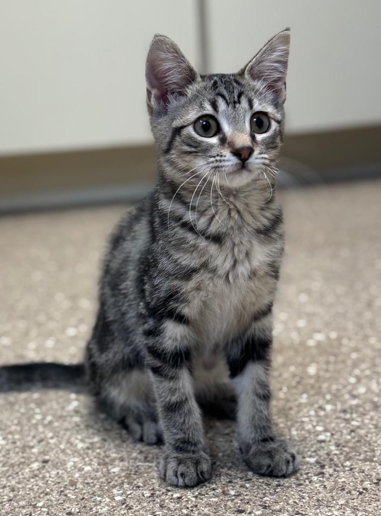 Willie, a Adoptable mixed breed in Great Bend, KS image 3/3