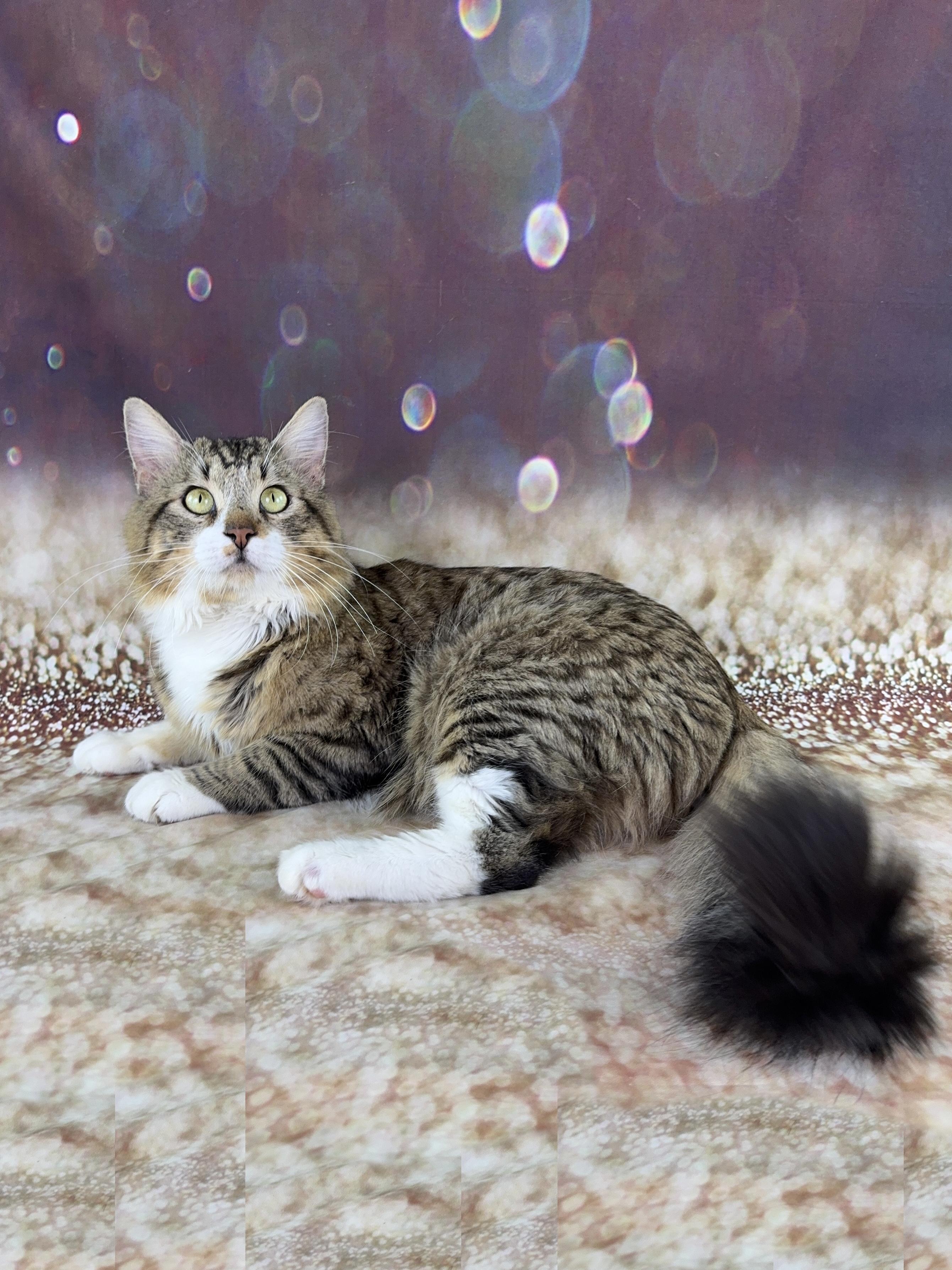 Enlarge Bear, an adopted mixed breed in Houston, TX image 6/6