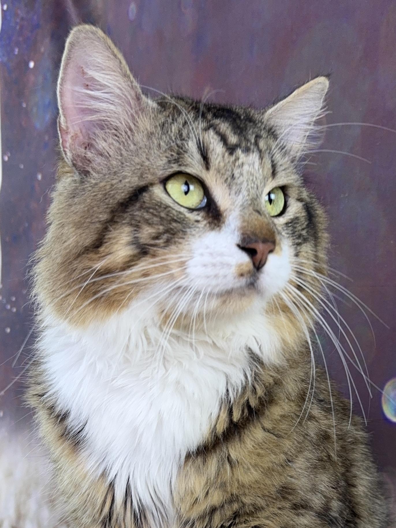 Enlarge Bear, an adopted mixed breed in Houston, TX image 3/6