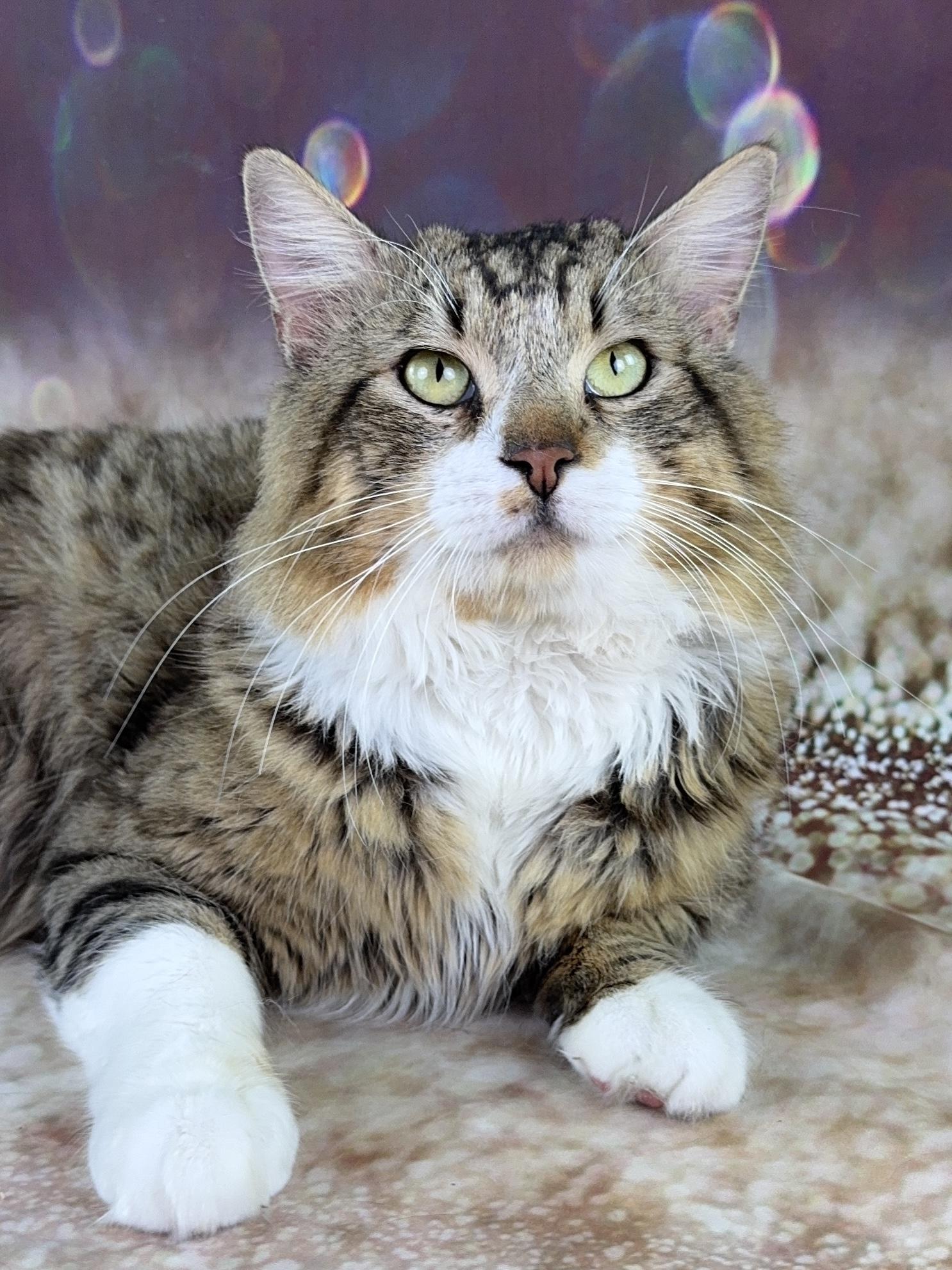 Enlarge Bear, an adopted mixed breed in Houston, TX image 1/6