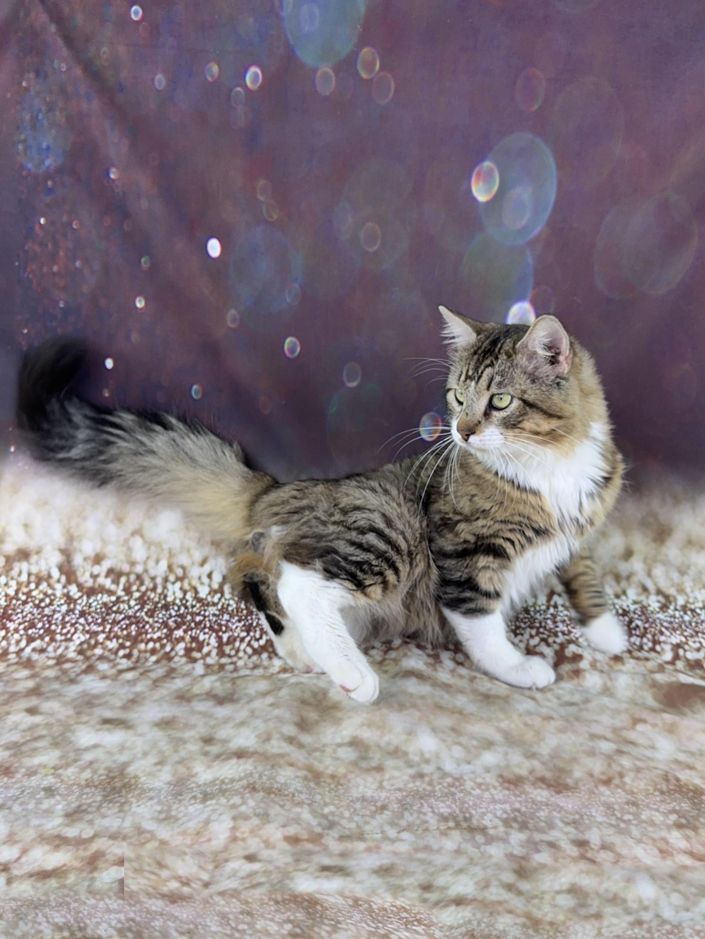 Enlarge Bear, an adopted mixed breed in Houston, TX image 5/6