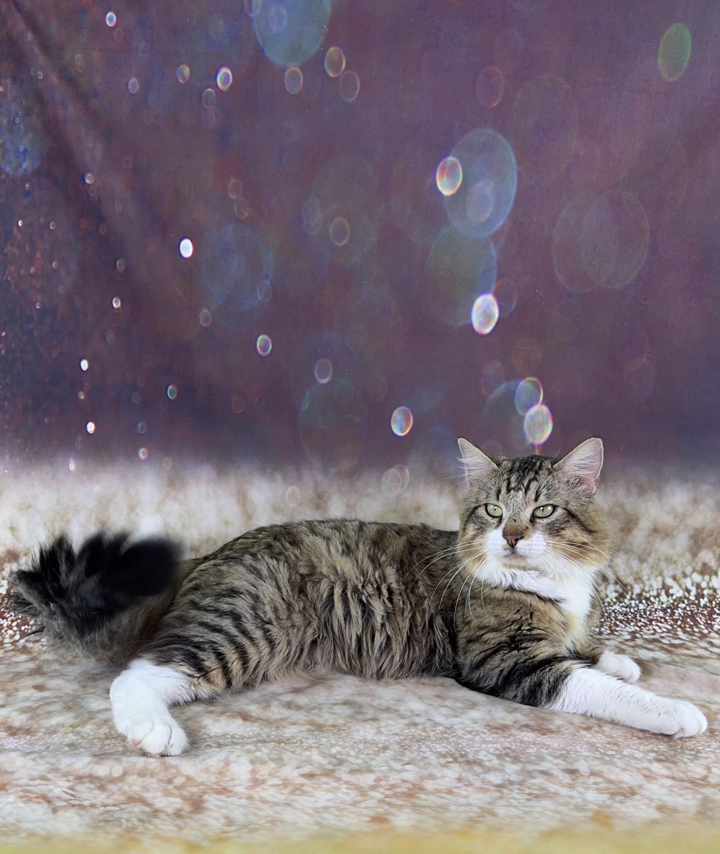 Enlarge Bear, an adopted mixed breed in Houston, TX image 2/6