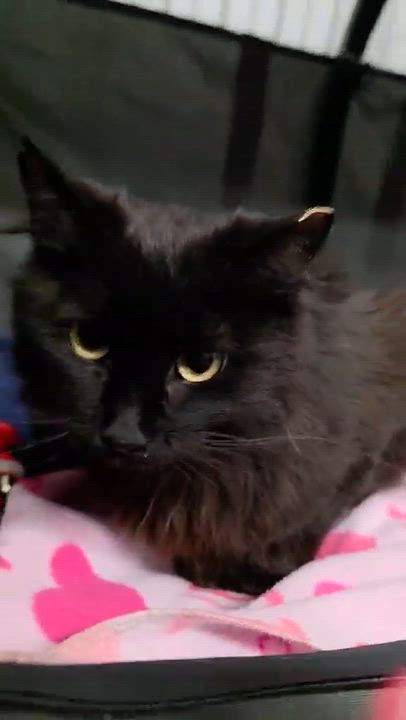 Enlarge Helene, a Adoptable mixed breed in Chicago, IL video 3/6