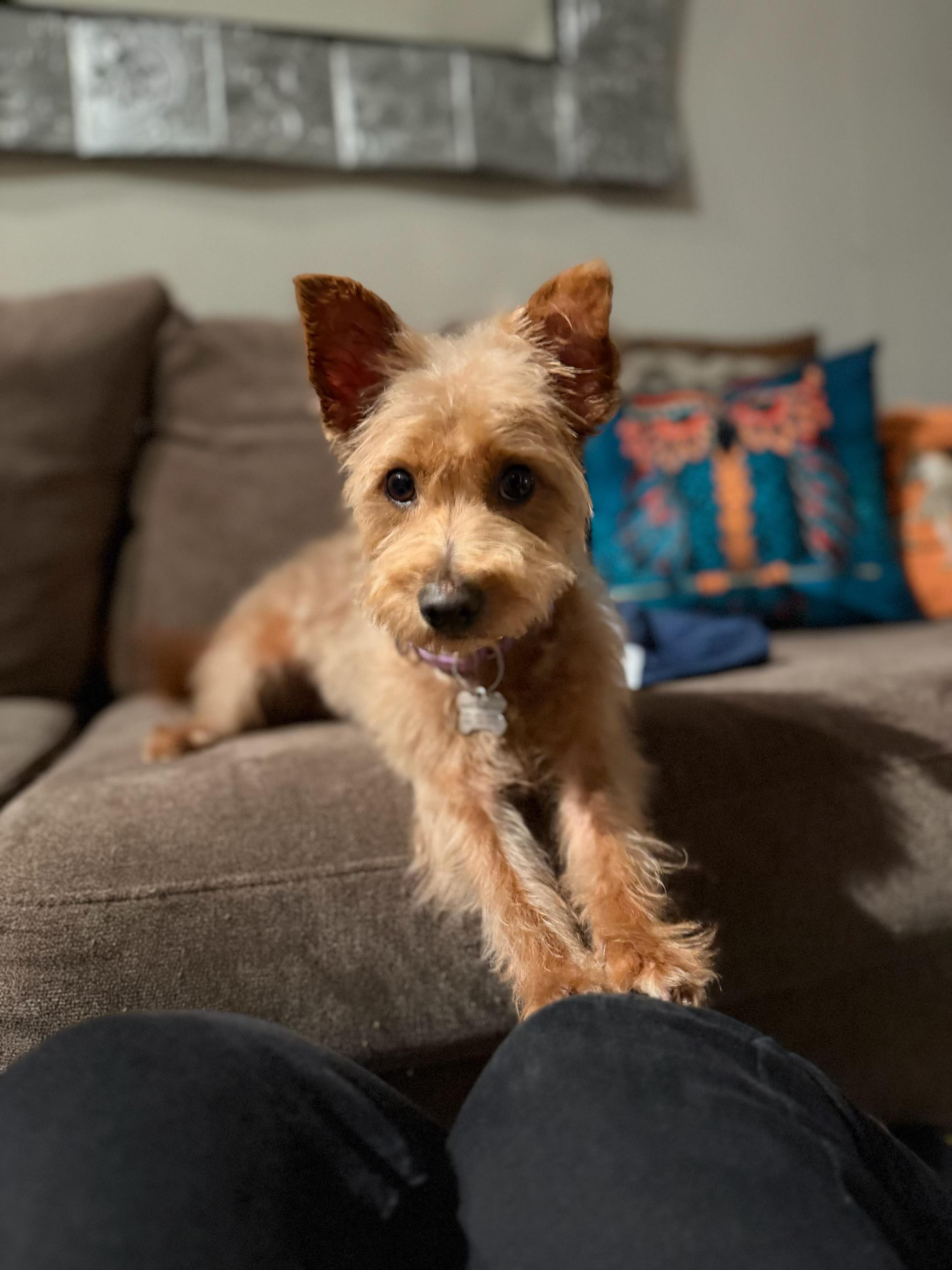 Enlarge Hamish, an adopted mixed breed in Elmhurst, IL image 1/2