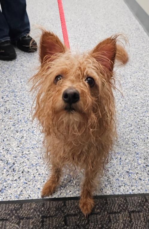 Enlarge Hamish, an adopted mixed breed in Elmhurst, IL image 2/2