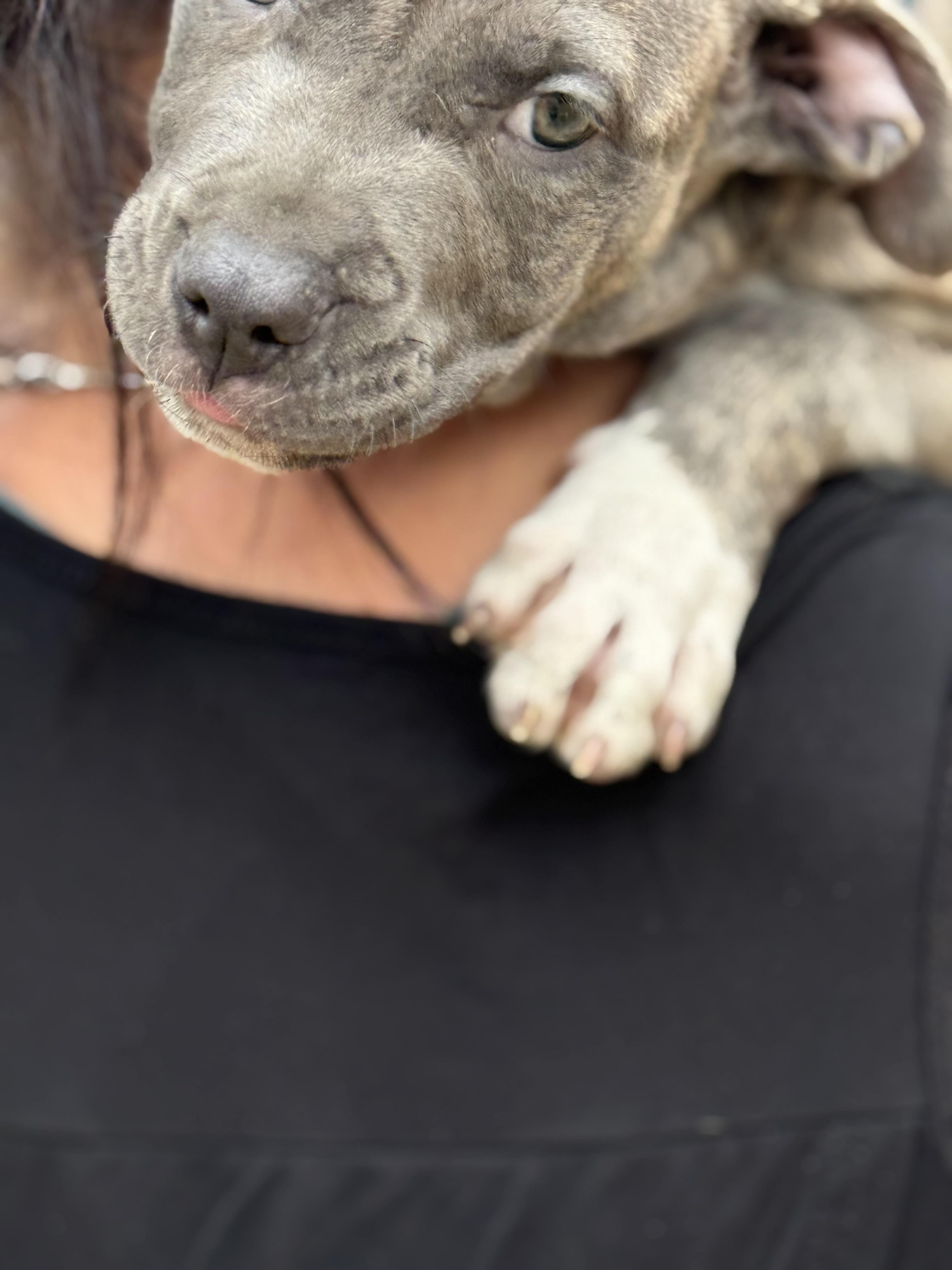 Gracie