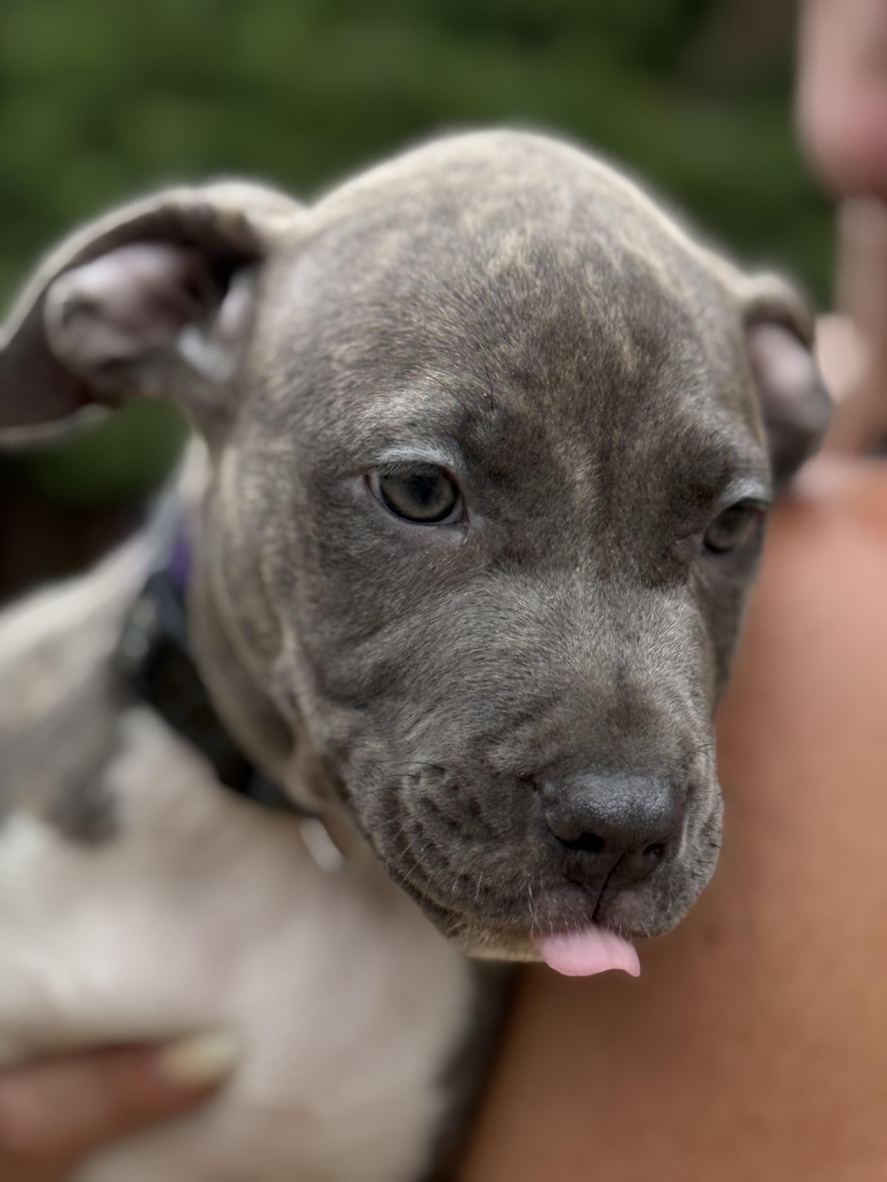 Gracie