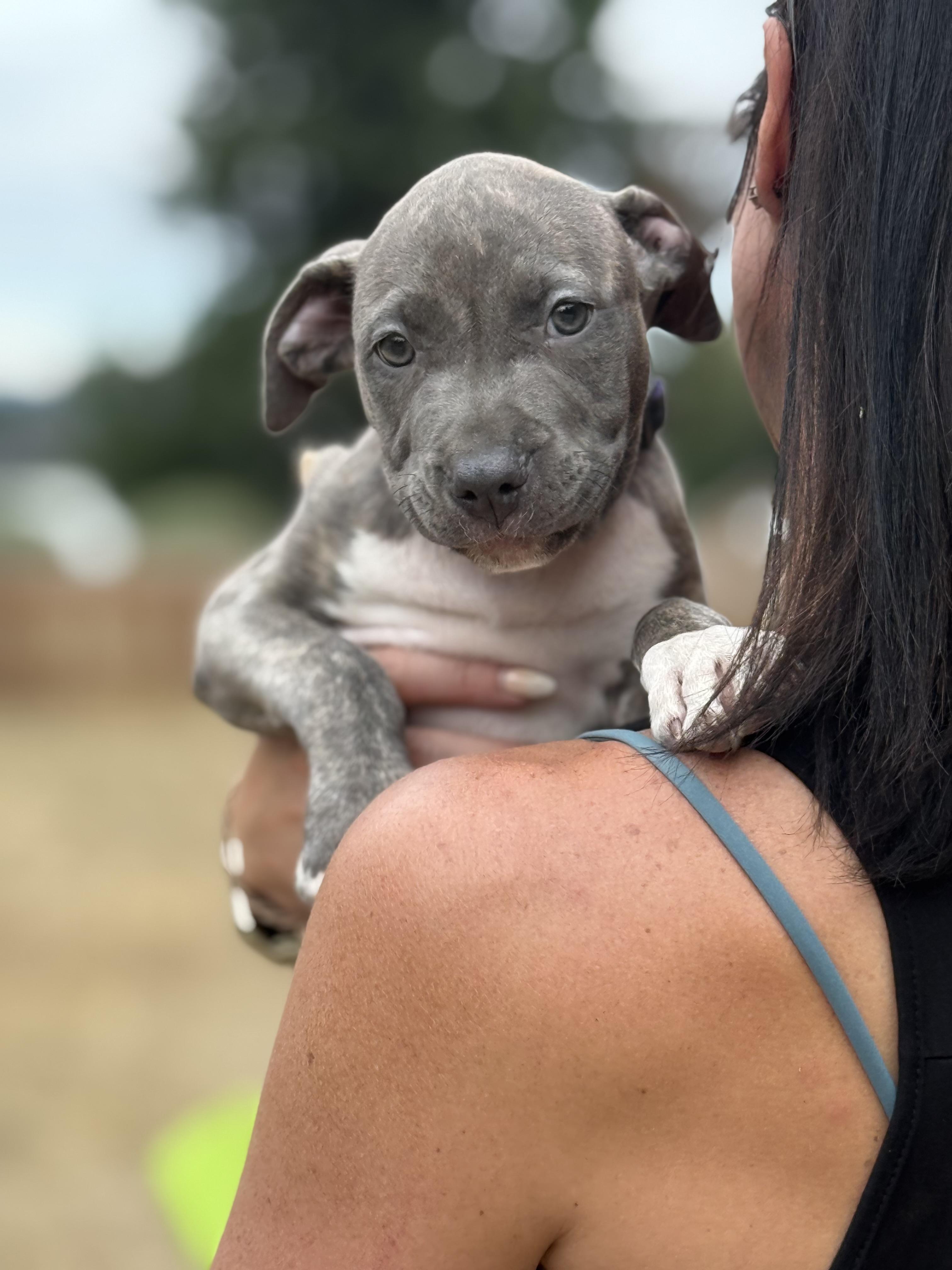 Gracie
