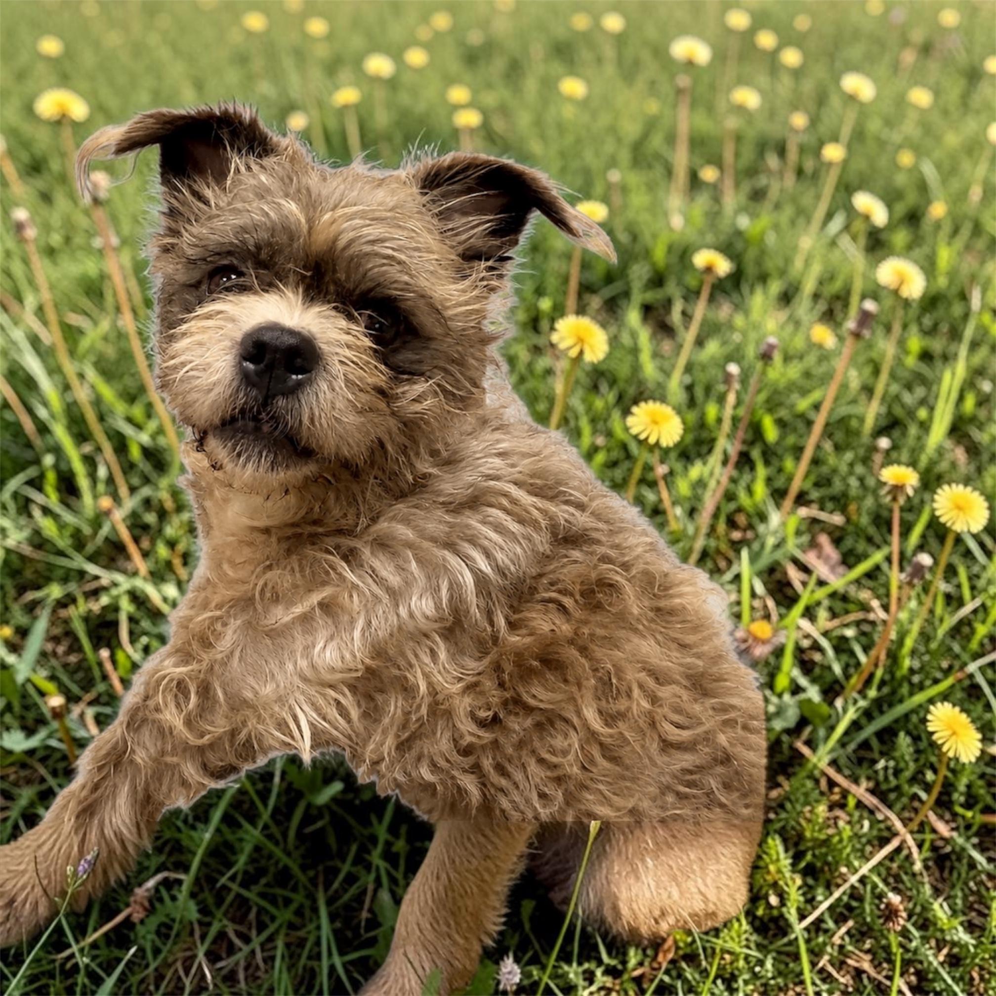 Sunni, Adoptable, Adult Female Border Terrier & Yorkshire Terrier.