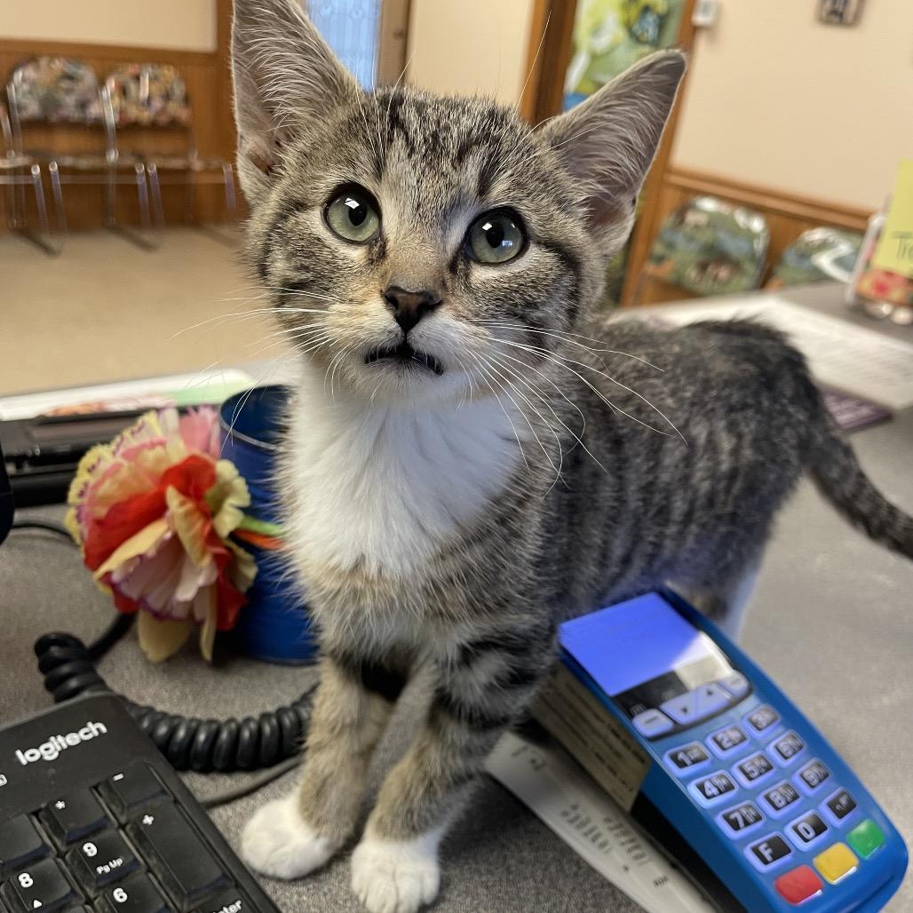 Enlarge fox, a Adoptable Domestic Medium Hair in Stilwell, OK image 1/1