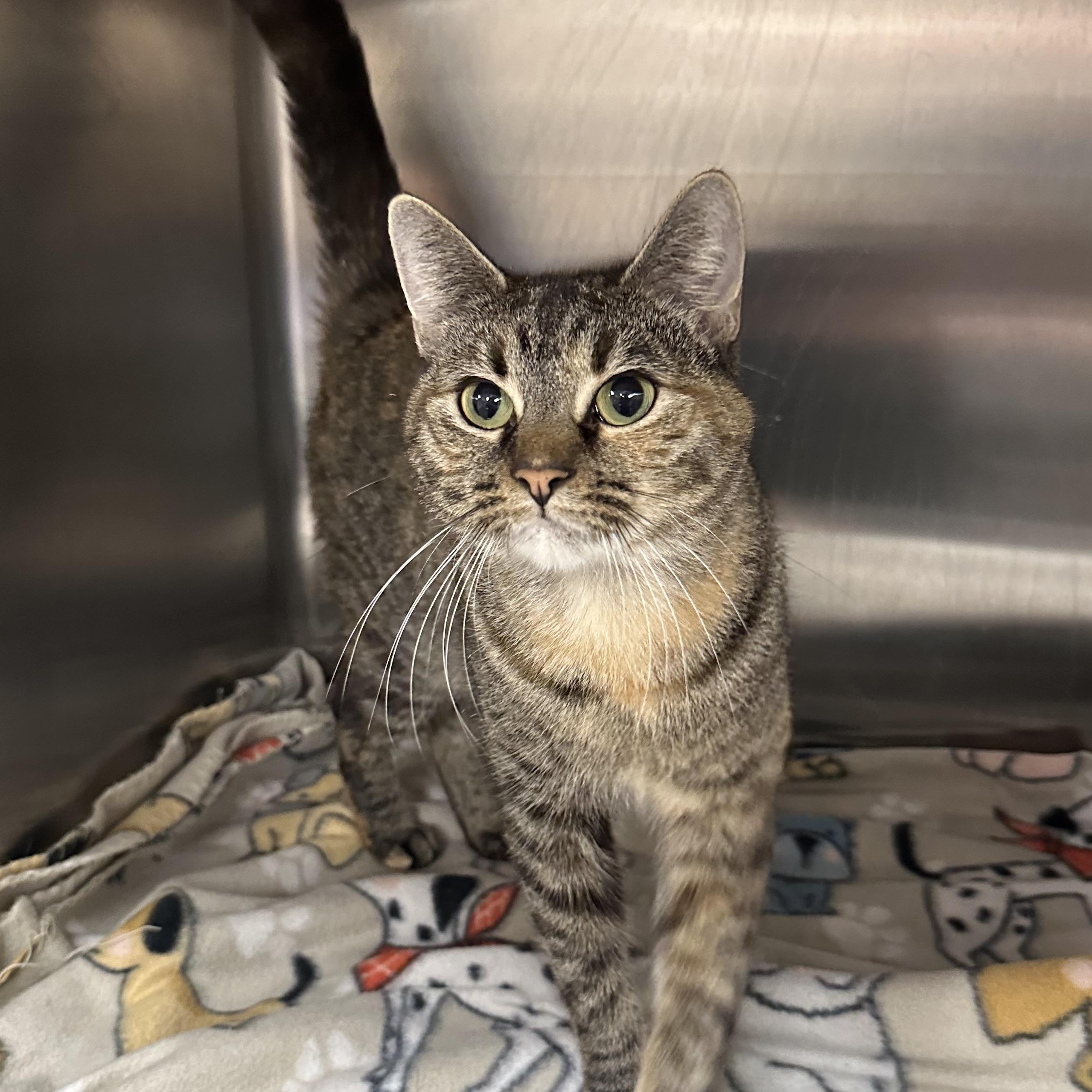 Ellen, Adoptable, Adult Female Domestic Short Hair.