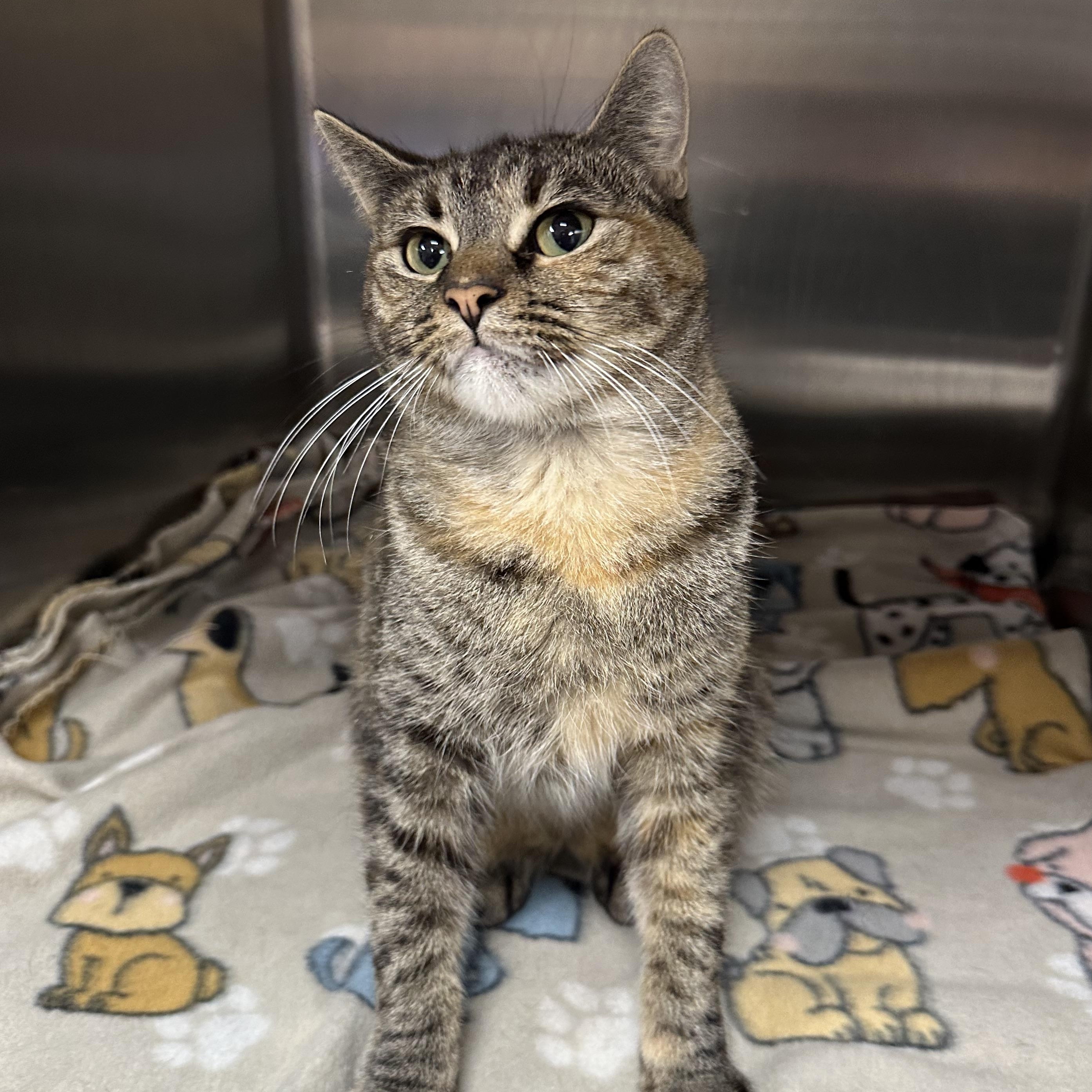 Enlarge Ellen, a Adoptable Domestic Short Hair in Monson, MA image 2/3