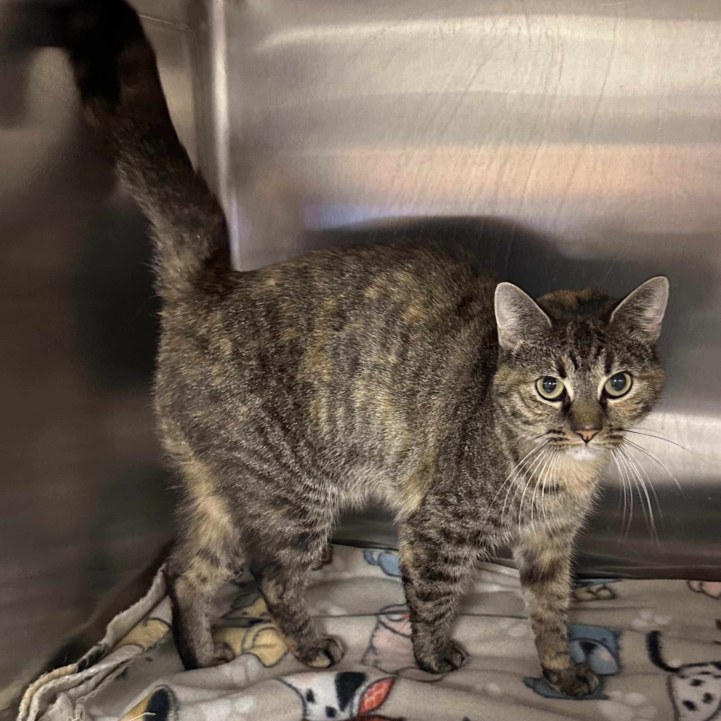 Enlarge Ellen, a Adoptable Domestic Short Hair in Monson, MA image 3/3