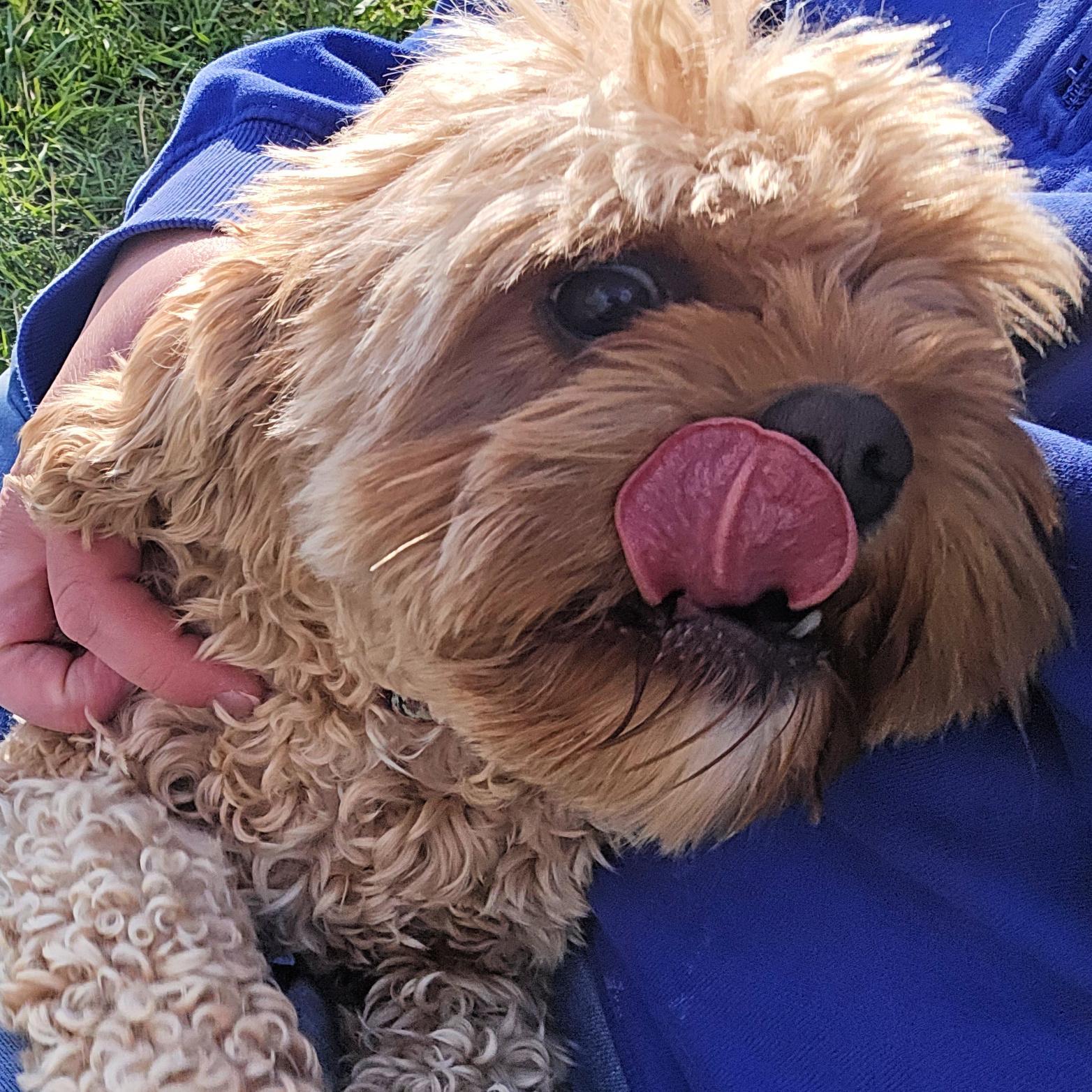 Enlarge Sunshine, a Adopted Cavapoo in Lindon, UT image 1/5