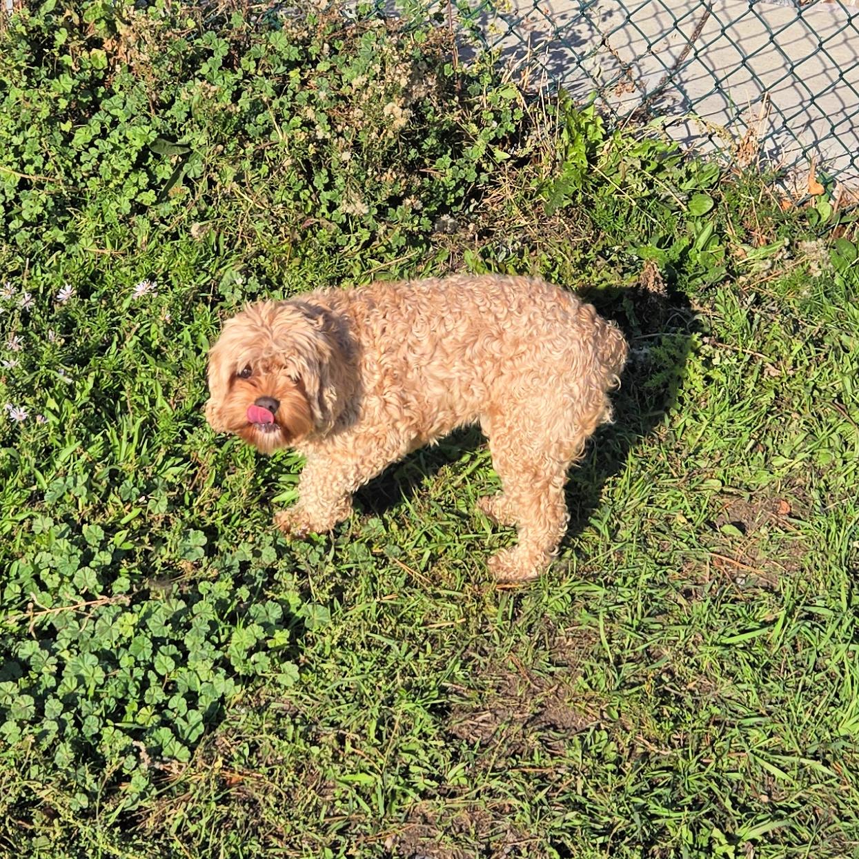 Enlarge Sunshine, a Adopted Cavapoo in Lindon, UT image 2/5