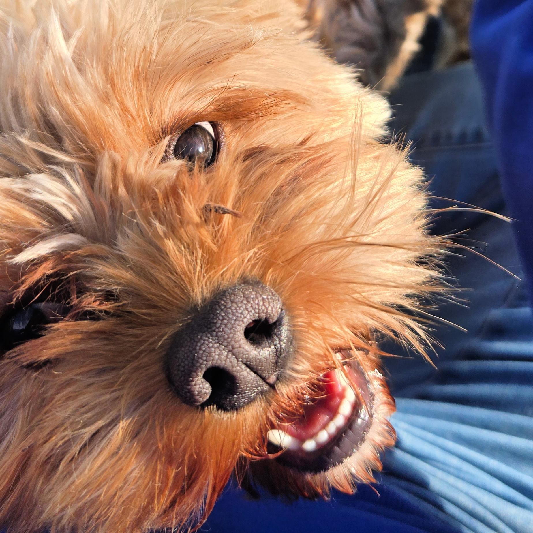 Enlarge Sunshine, a Adopted Cavapoo in Lindon, UT image 3/5