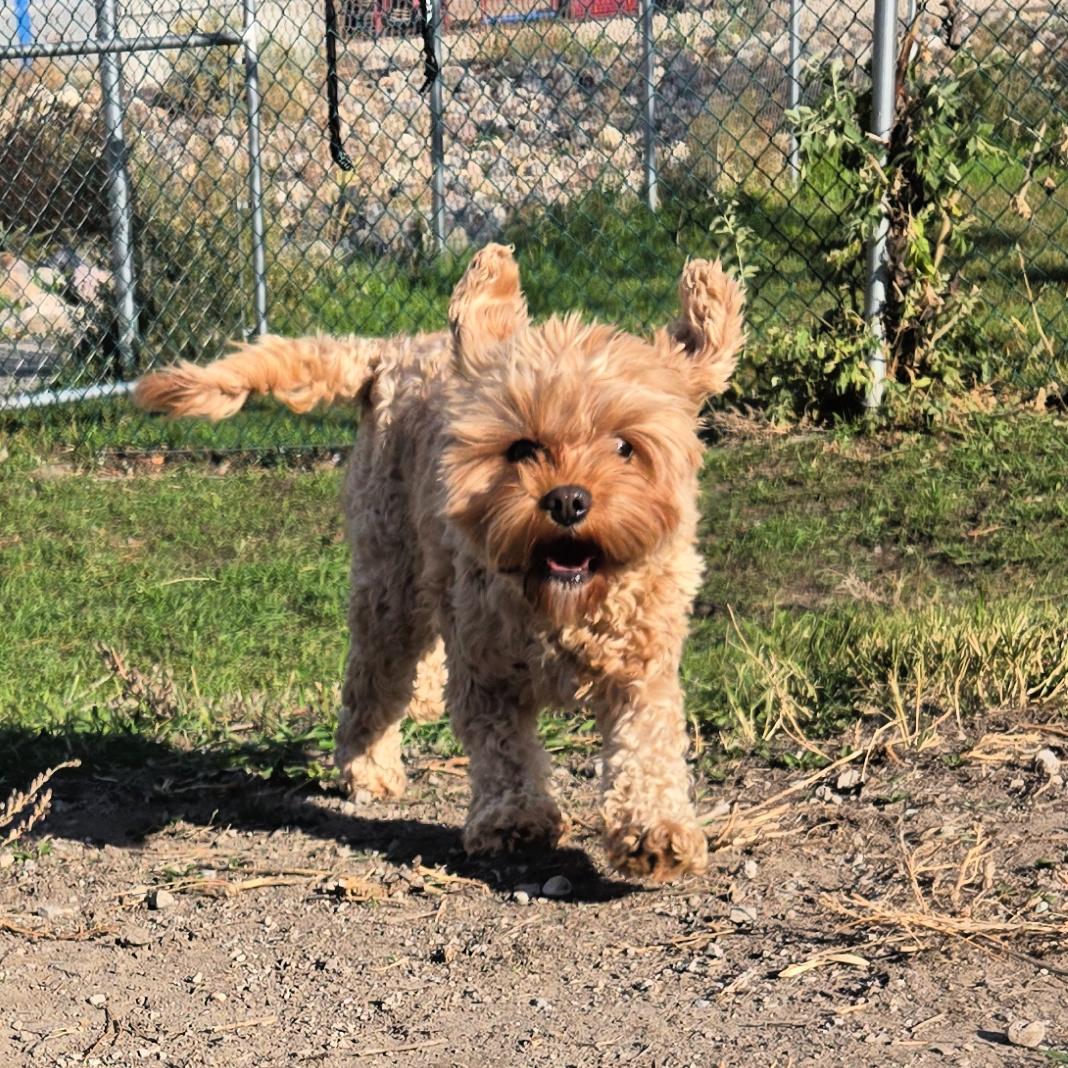 Enlarge Sunshine, a Adopted Cavapoo in Lindon, UT image 4/5