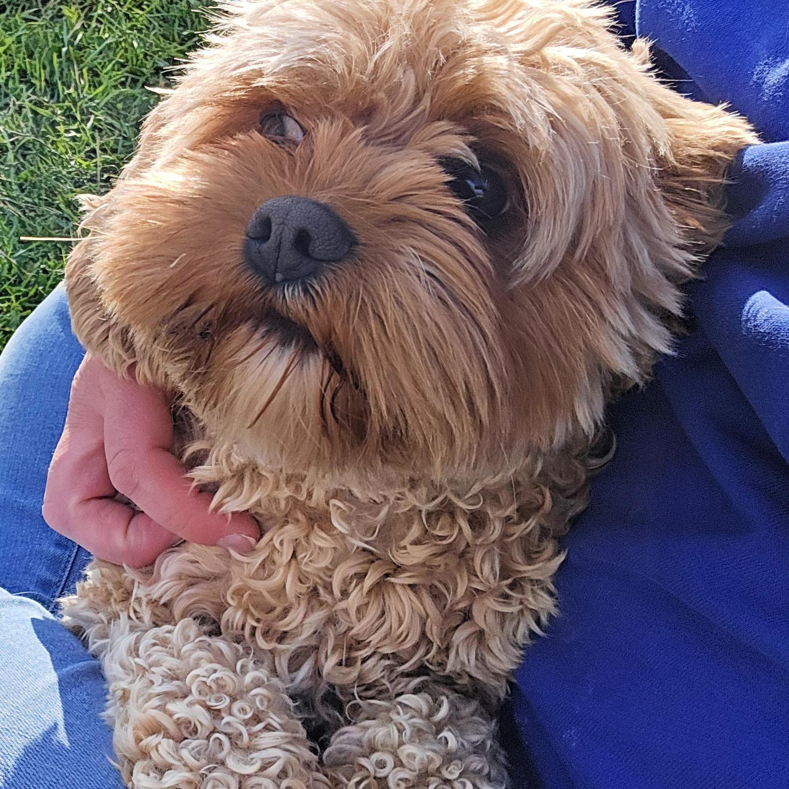 Enlarge Sunshine, a Adopted Cavapoo in Lindon, UT image 5/5