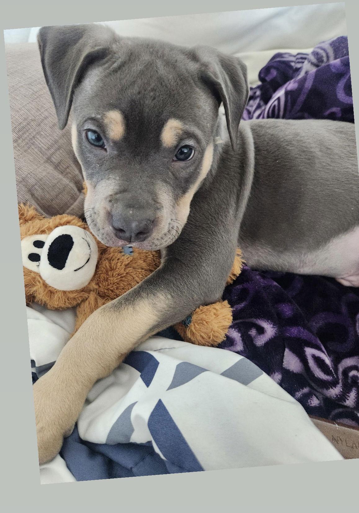 Kingston, Adopted, Puppy Male American Staffordshire Terrier.