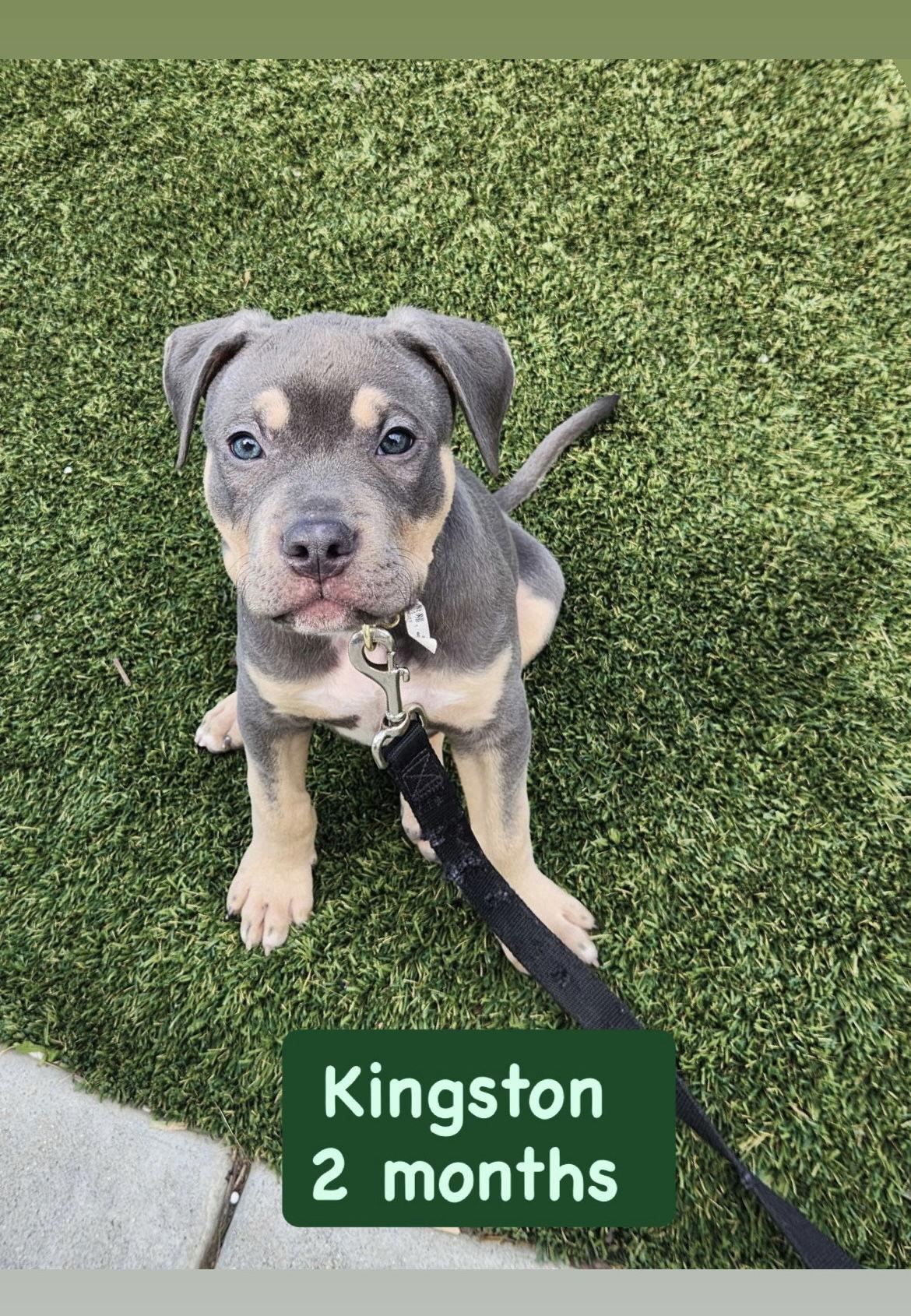 Kingston, a Adopted American Staffordshire Terrier in San Diego, CA image 2/3