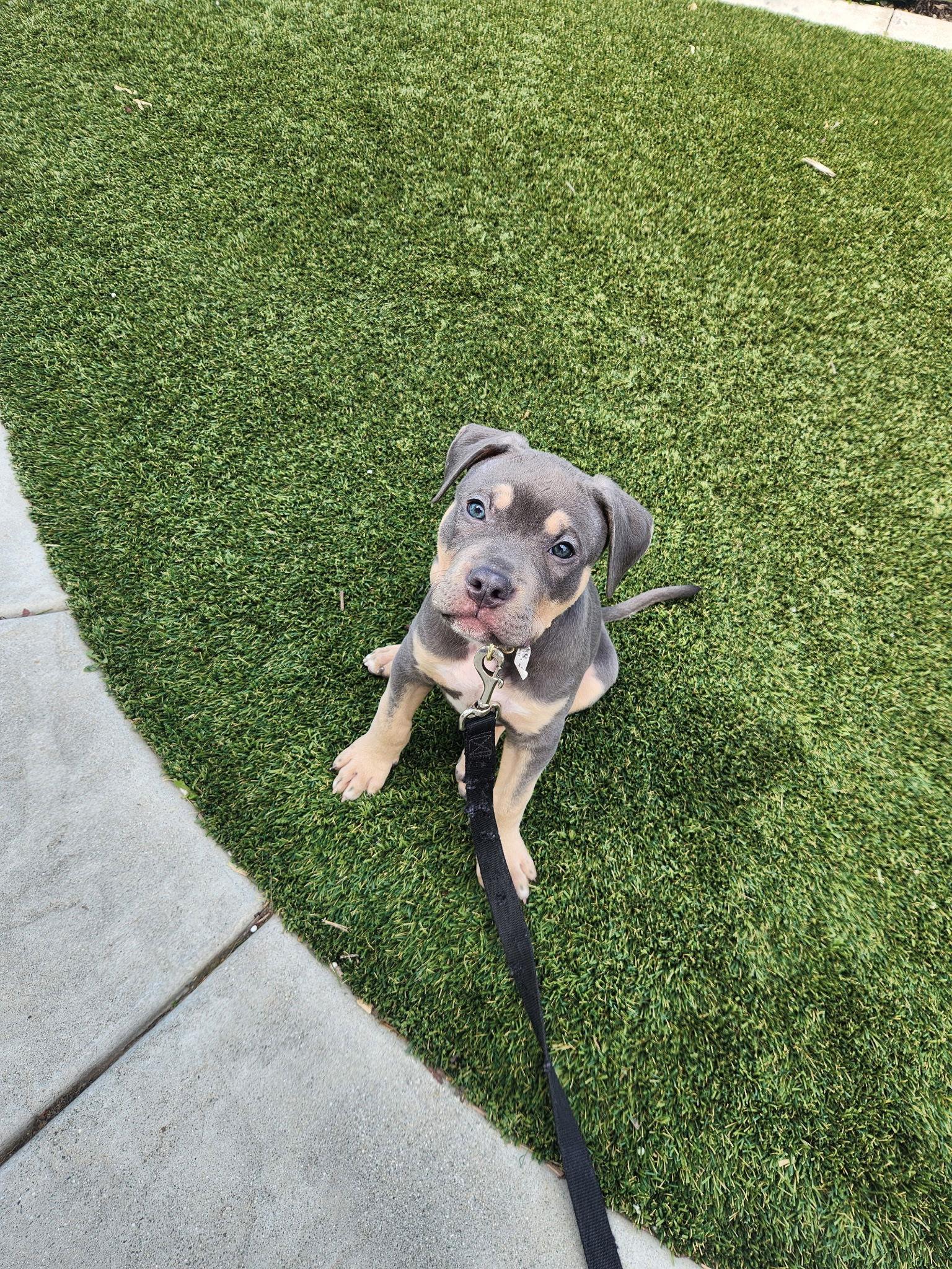 Kingston, a Adopted American Staffordshire Terrier in San Diego, CA image 3/3