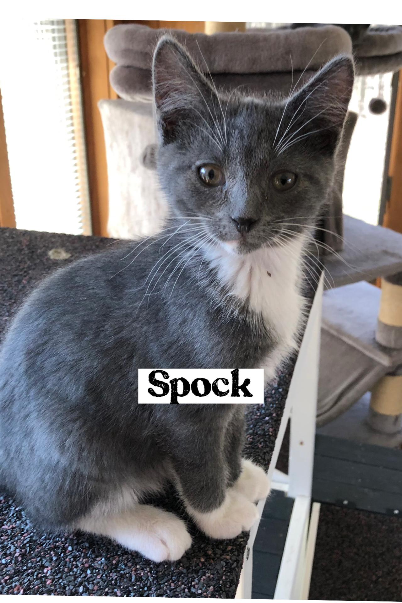 Enlarge Spock, an adopted Domestic Short Hair in Warren, OH image 1/1