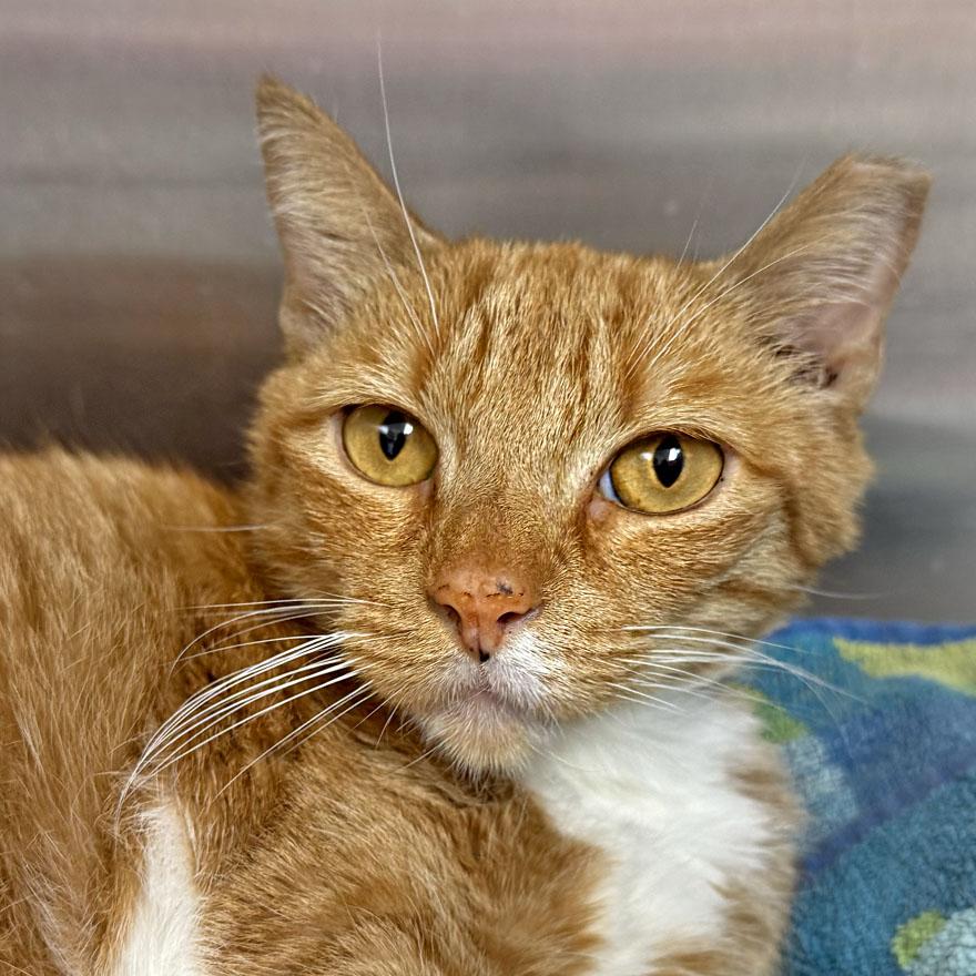 Miel, a ADOPTABLE Domestic Short Hair in E Falmouth, MA image 1/3