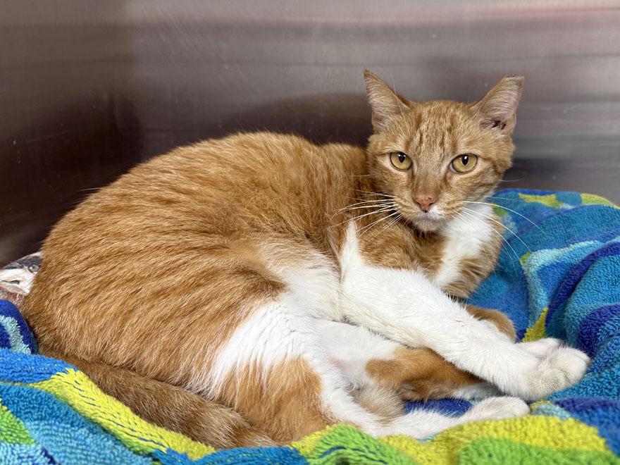 Miel, a ADOPTABLE Domestic Short Hair in E Falmouth, MA image 2/3