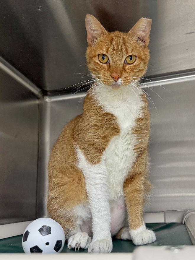 Miel, a ADOPTABLE Domestic Short Hair in E Falmouth, MA image 3/3