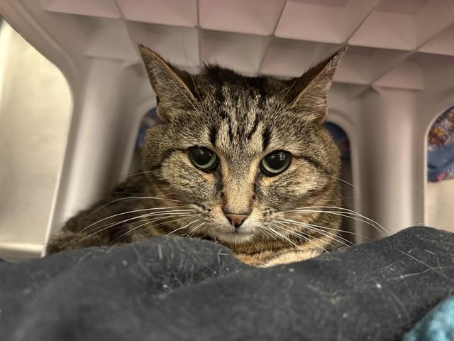 PEACHES, Adoptable, Senior Female Domestic Short Hair.