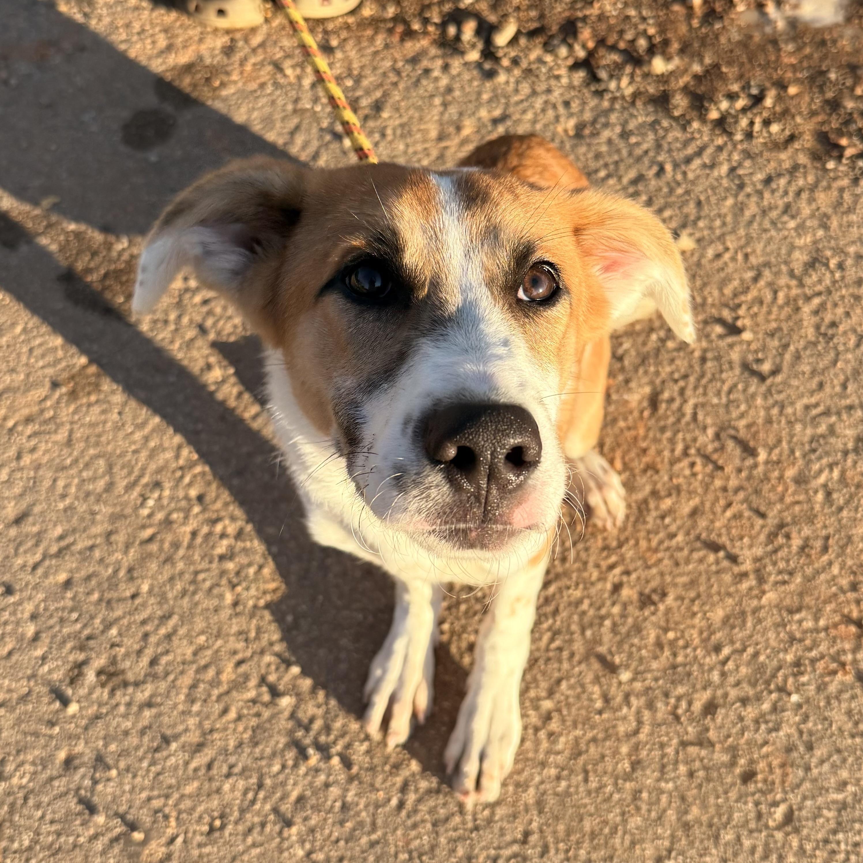 Enlarge Shaggy, a Adoptable mixed breed in Smithtown, NY image 3/5