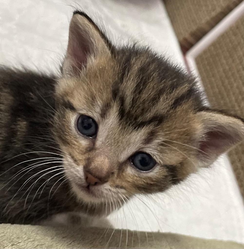 Alexios. DT, Adoptable, Kitten Male Tiger.