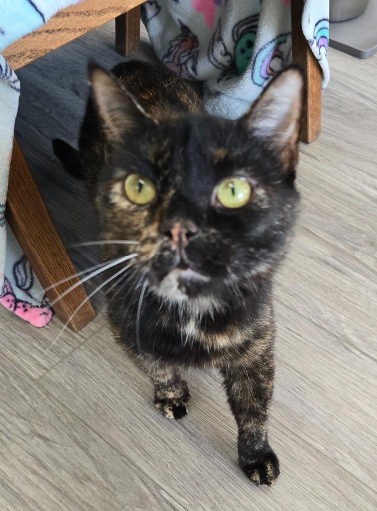 Ruby, Adoptable, Adult Female Domestic Short Hair.