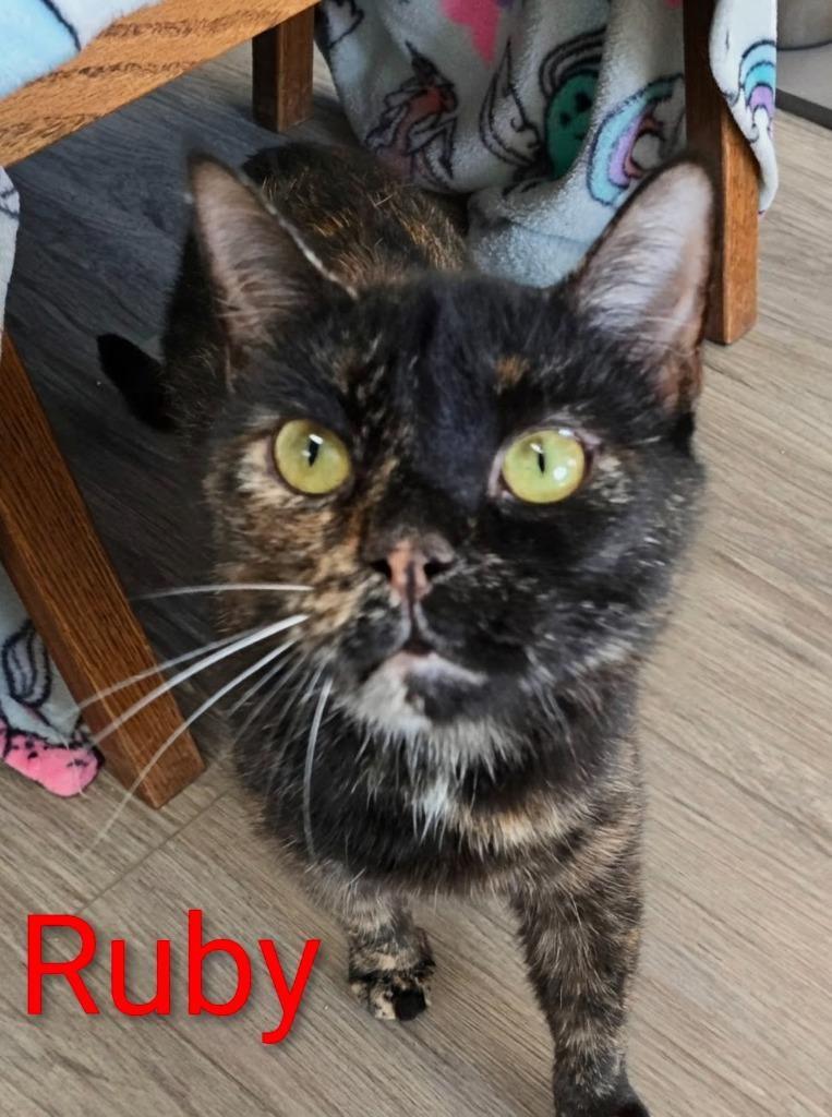 Enlarge Ruby, a Adoptable mixed breed in Leonardtown, MD image 3/3