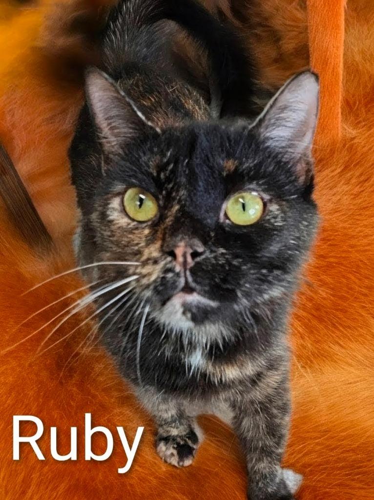 Ruby, a Adoptable mixed breed in Leonardtown, MD image 3/3