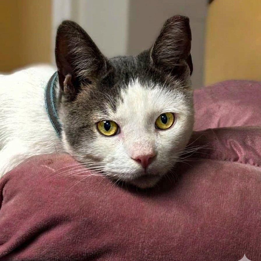 Enlarge Crispin, a Adoptable Domestic Short Hair in Montclair, NJ image 3/3
