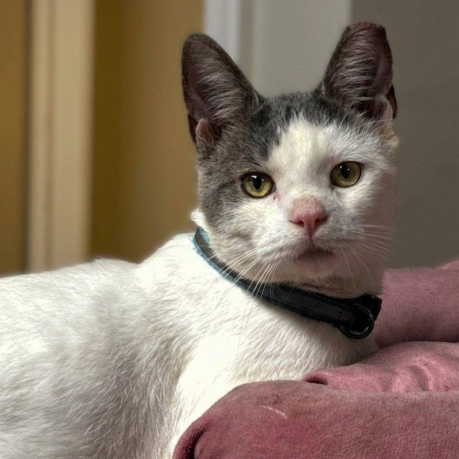 Enlarge Crispin, a Adoptable Domestic Short Hair in Montclair, NJ image 1/3