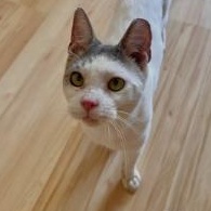 Enlarge Crispin, a Adoptable Domestic Short Hair in Montclair, NJ image 2/3