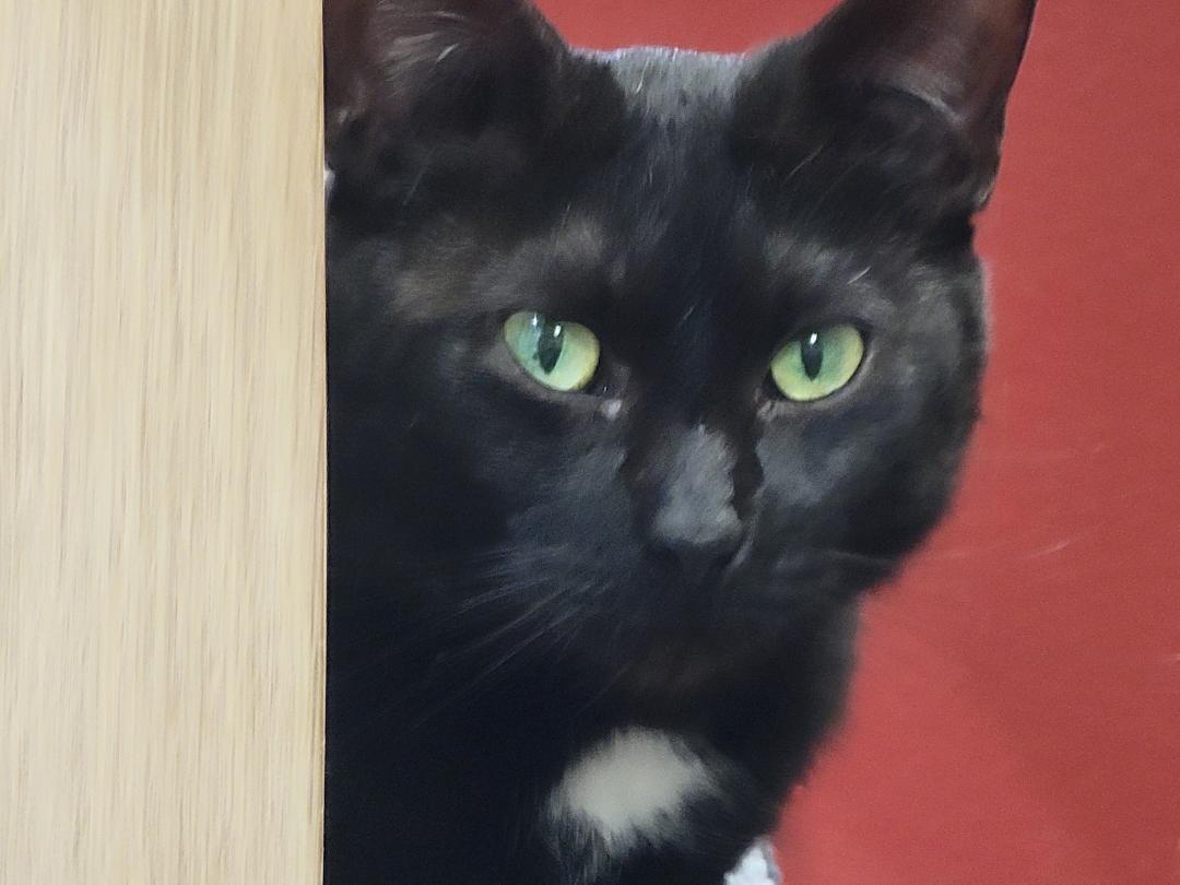 Spooky, Adult Female Domestic Short Hair