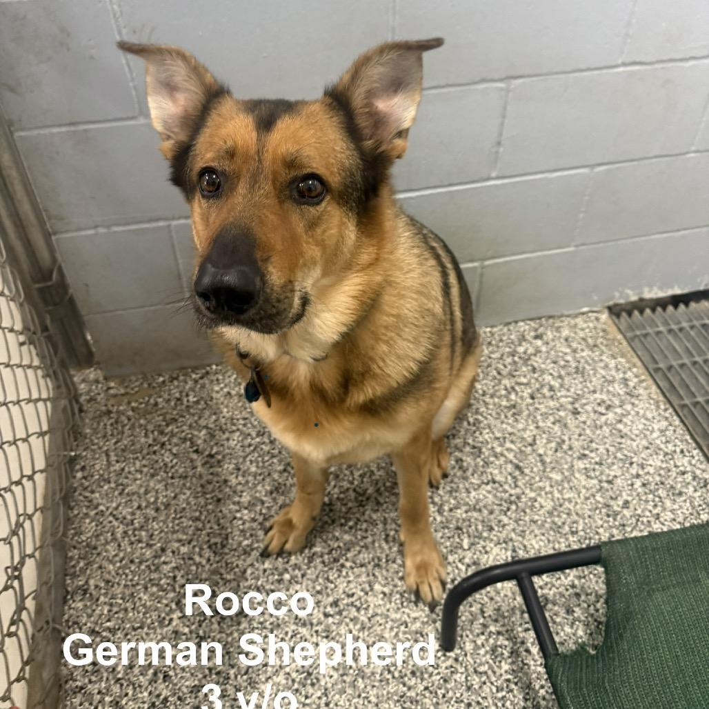 Enlarge Rocco, a Adoptable German Shepherd Dog in Collinsville , OK image 1/3