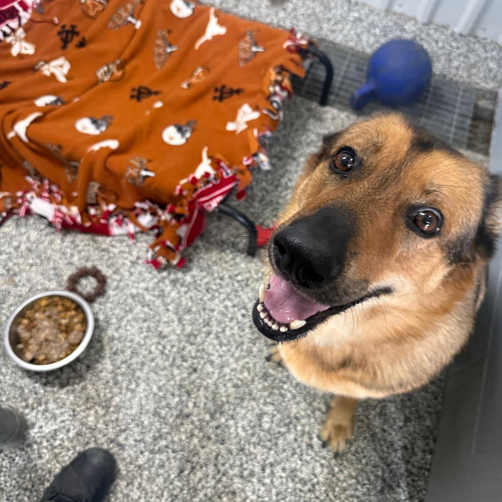 Enlarge Rocco, a Adoptable German Shepherd Dog in Collinsville , OK image 2/3