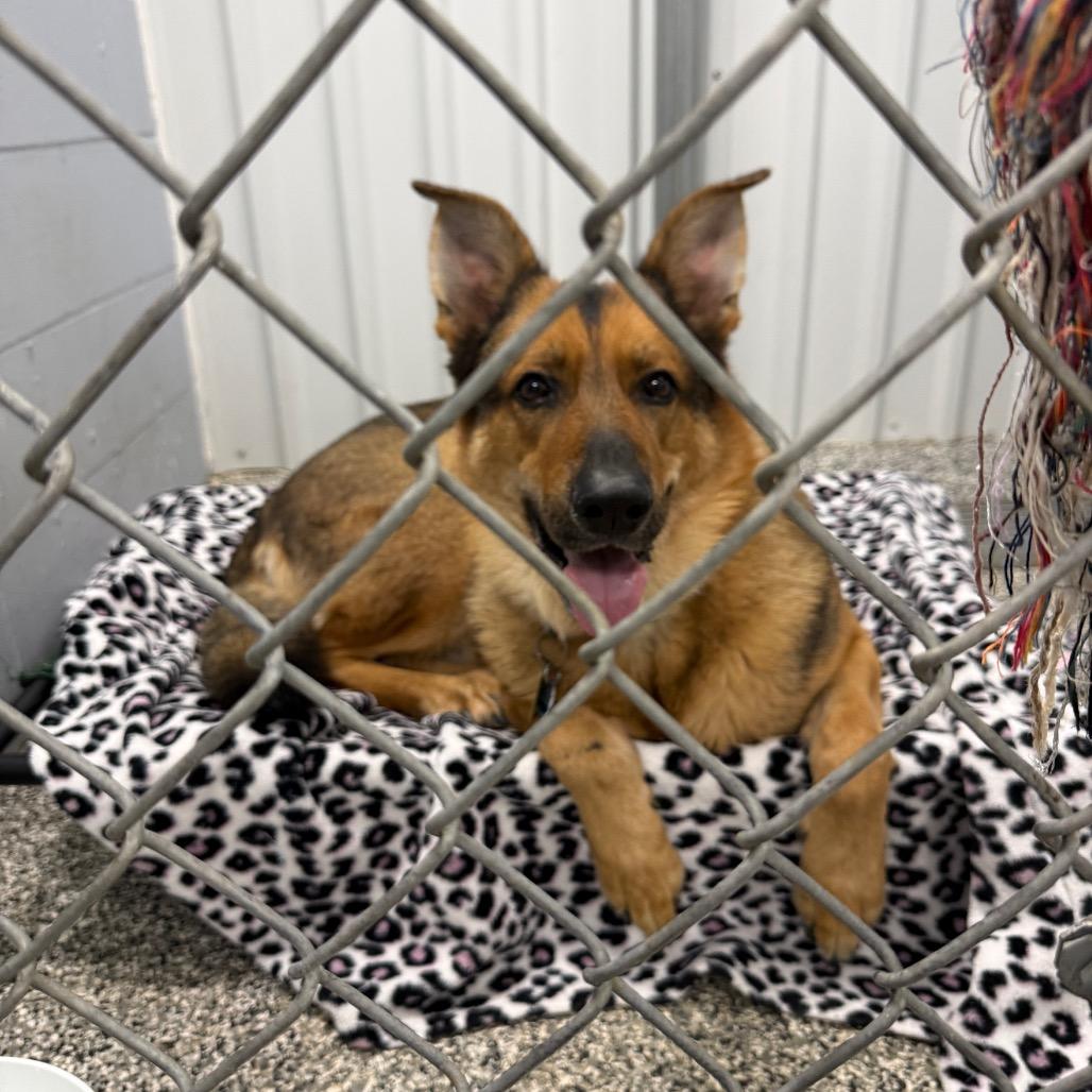 Enlarge Rocco, a Adoptable German Shepherd Dog in Collinsville , OK image 3/3